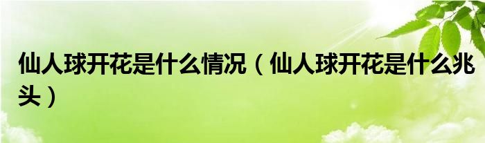 仙人球开花是什么情况（仙人球开花是什么兆头）