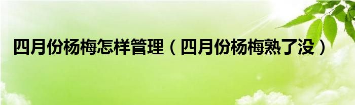 四月份杨梅怎样管理（四月份杨梅熟了没）