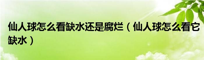 仙人球怎么看缺水还是腐烂（仙人球怎么看它缺水）