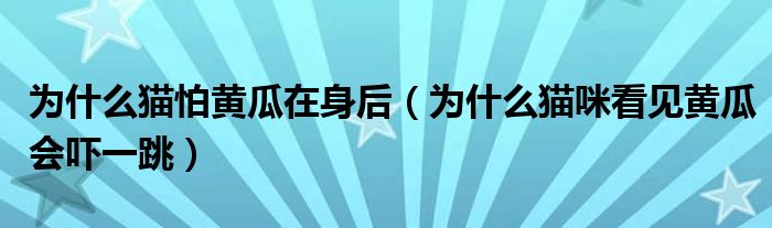 为什么猫怕黄瓜在身后（为什么猫咪看见黄瓜会吓一跳）