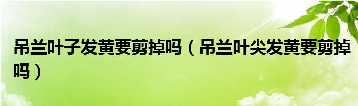 吊兰叶子发黄要剪掉吗（吊兰叶尖发黄要剪掉吗）