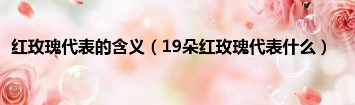 红玫瑰代表的含义（19朵红玫瑰代表什么）