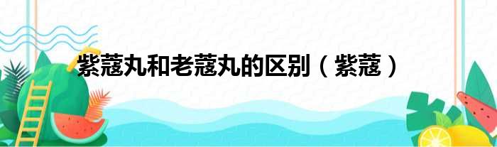 紫蔻丸和老蔻丸的区别（紫蔻）