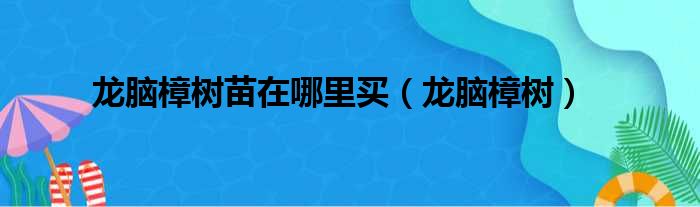 龙脑樟树苗在哪里买（龙脑樟树）