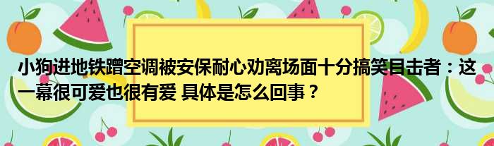 小狗进地铁蹭空调被安保耐心劝离场面十分搞笑目击者：这一幕很可爱也很有爱 具体是怎么回事？