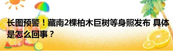 长图预警！藏南2棵柏木巨树等身照发布 具体是怎么回事？