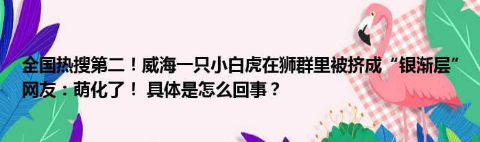 全国热搜第二！威海一只小白虎在狮群里被挤成“银渐层”网友：萌化了！ 具体是怎么回事？