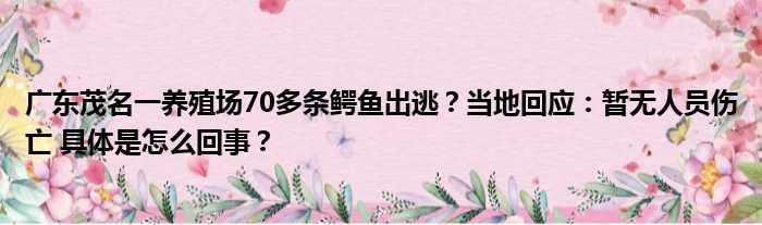 广东茂名一养殖场70多条鳄鱼出逃？当地回应：暂无人员伤亡 具体是怎么回事？