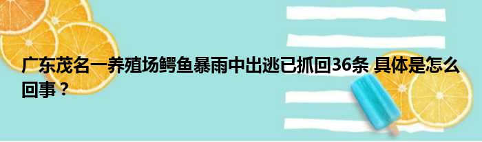 广东茂名一养殖场鳄鱼暴雨中出逃已抓回36条 具体是怎么回事？