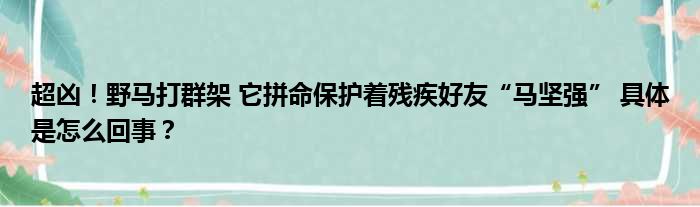 超凶！野马打群架 它拼命保护着残疾好友“马坚强” 具体是怎么回事？