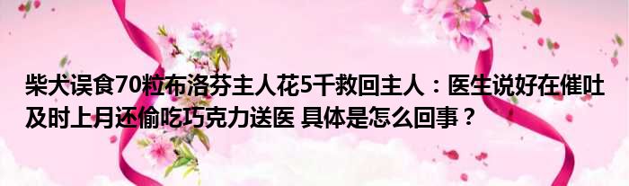 柴犬误食70粒布洛芬主人花5千救回主人：医生说好在催吐及时上月还偷吃巧克力送医 具体是怎么回事？