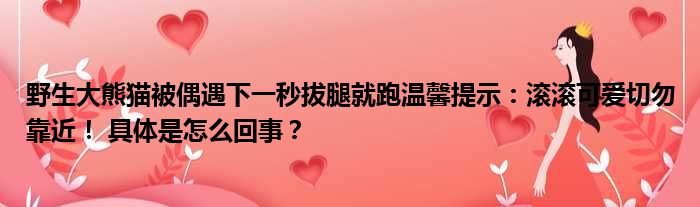 野生大熊猫被偶遇下一秒拔腿就跑温馨提示：滚滚可爱切勿靠近！ 具体是怎么回事？