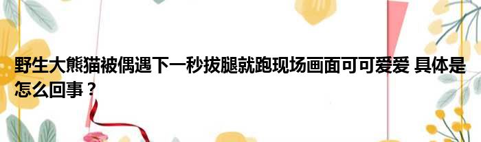 野生大熊猫被偶遇下一秒拔腿就跑现场画面可可爱爱 具体是怎么回事？