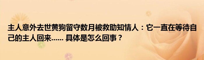 主人意外去世黄狗留守数月被救助知情人：它一直在等待自己的主人回来...... 具体是怎么回事？